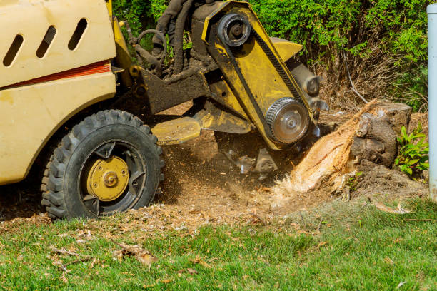 Best Dead Tree Removal  in Fairmont, MN